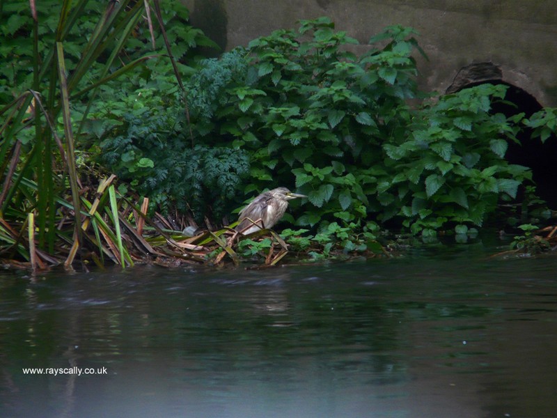 Squacco Heron