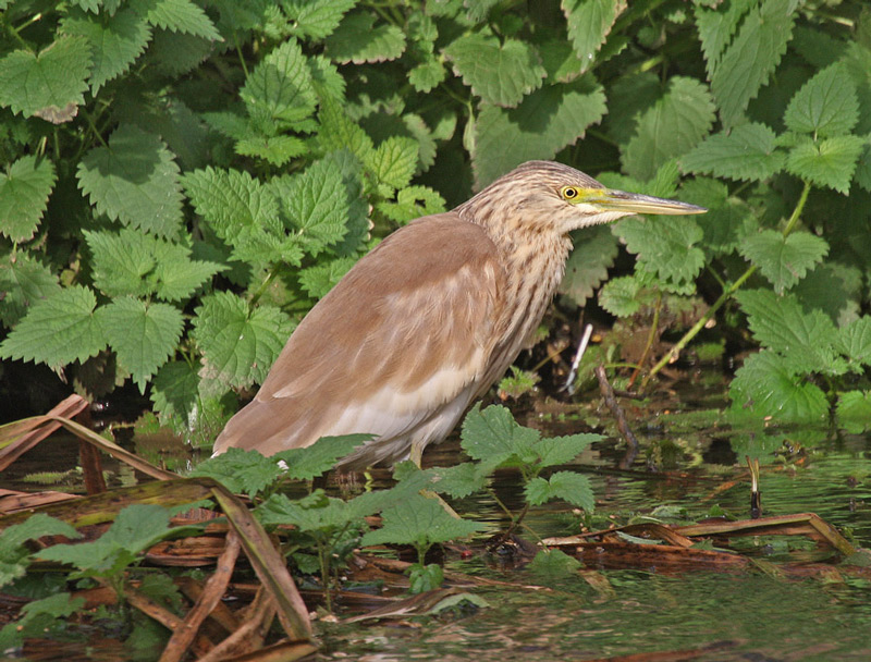 Squacco Heron