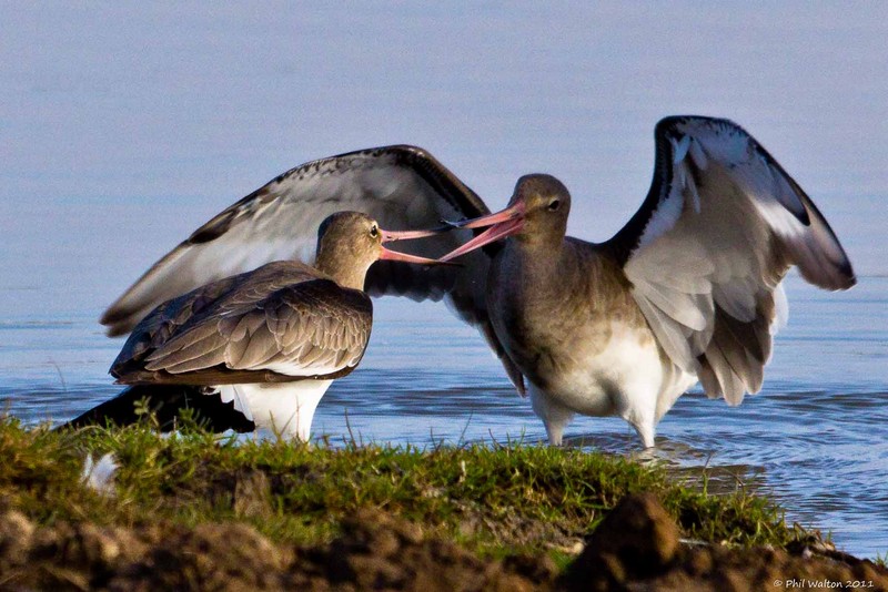 Black-tailed Godwit