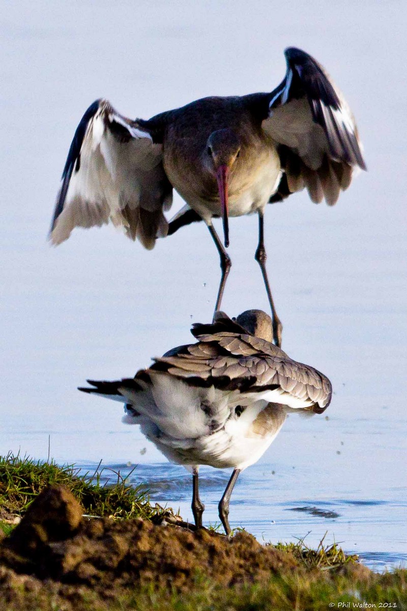 Black-tailed Godwit