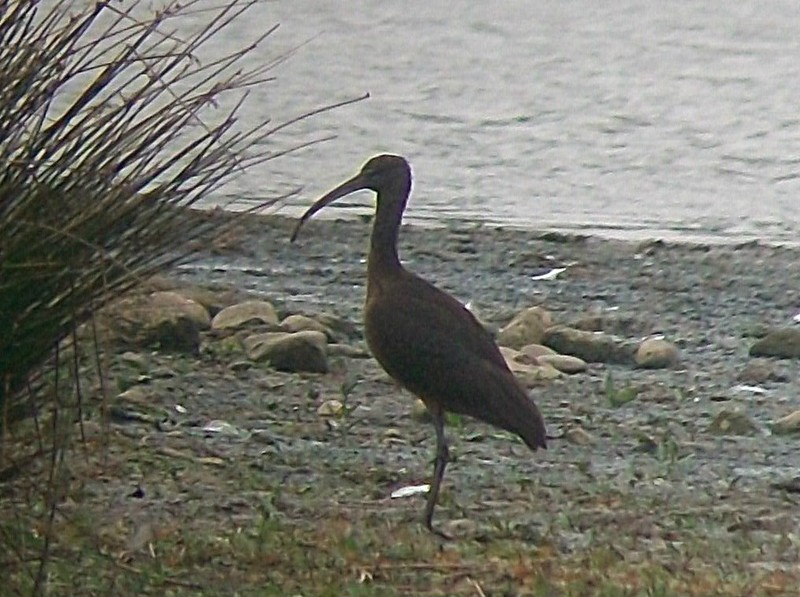 Glossy Ibis
