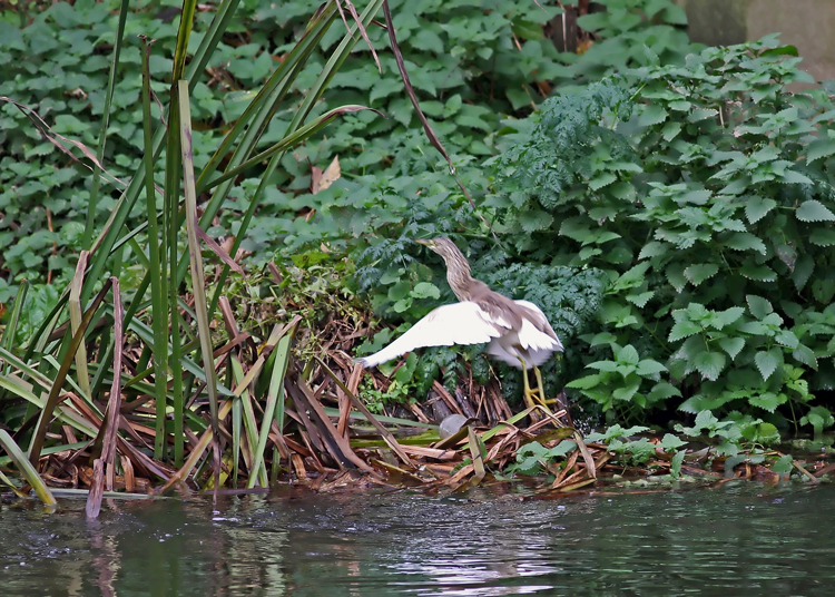 Squacco Heron