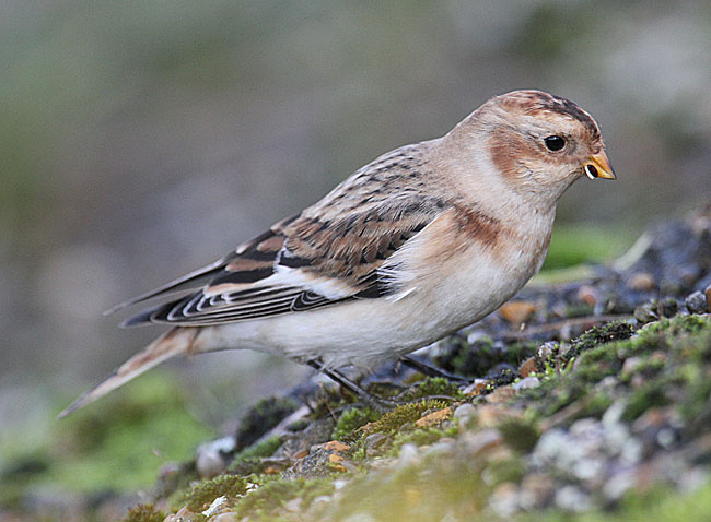 Snow Bunting