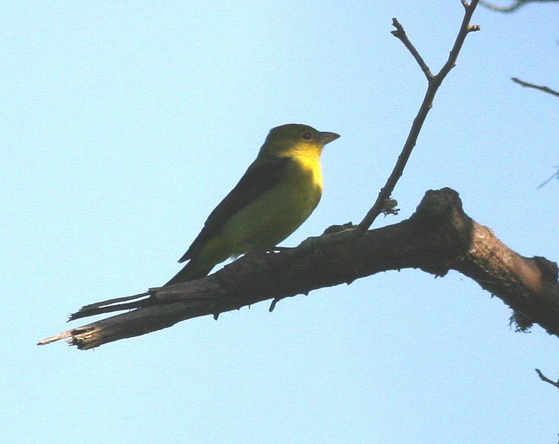 Scarlet Tanager