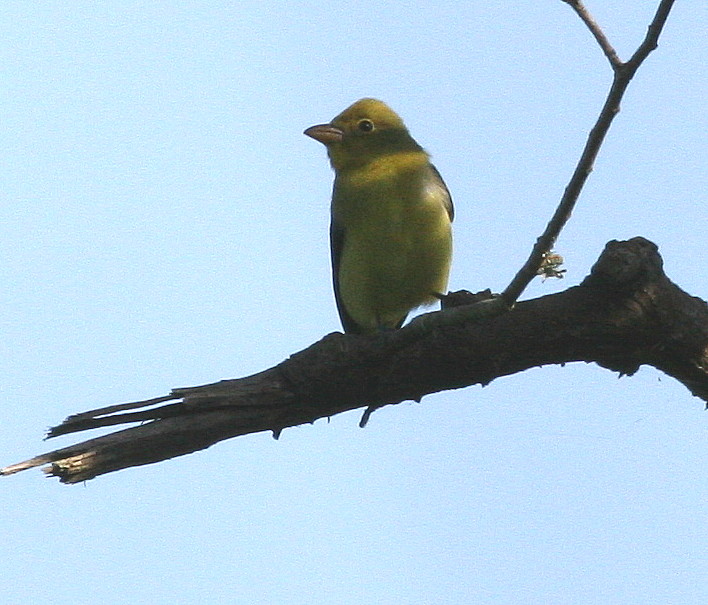 Scarlet Tanager