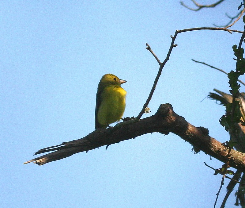 Scarlet Tanager