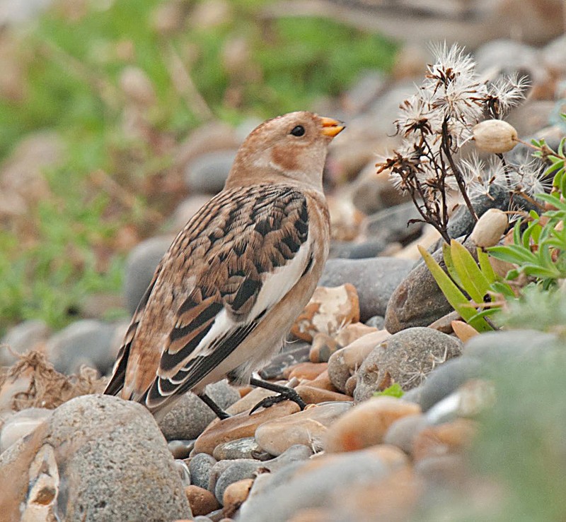 Snow Bunting