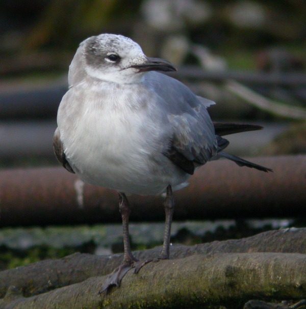 Laughing Gull