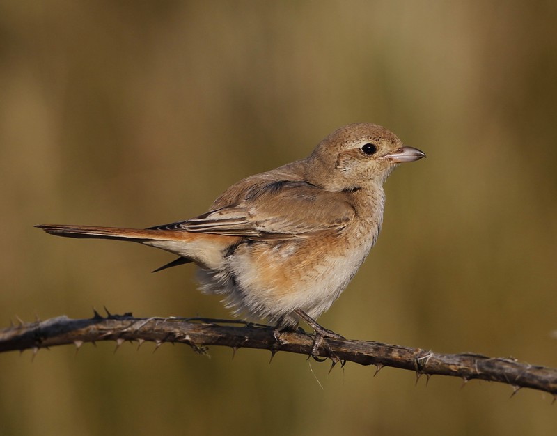 Daurian Shrike