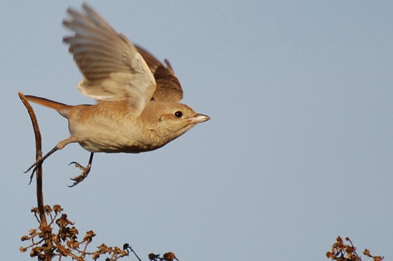 Daurian Shrike 
