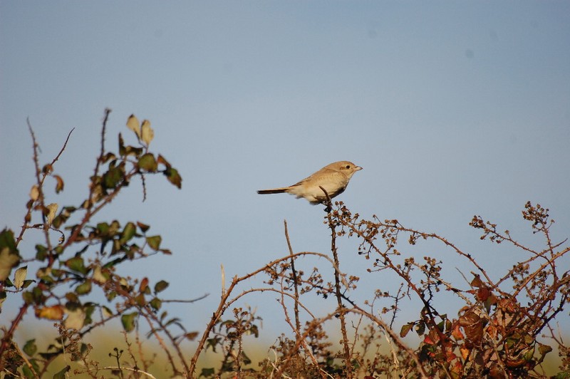Daurian Shrike