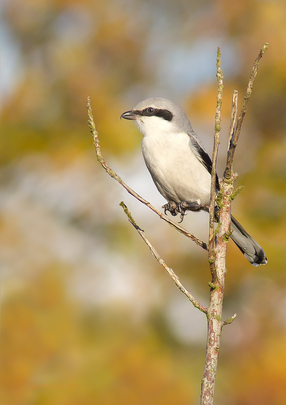 Great Grey Shrike
