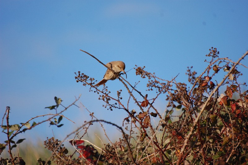 Daurian Shrike
