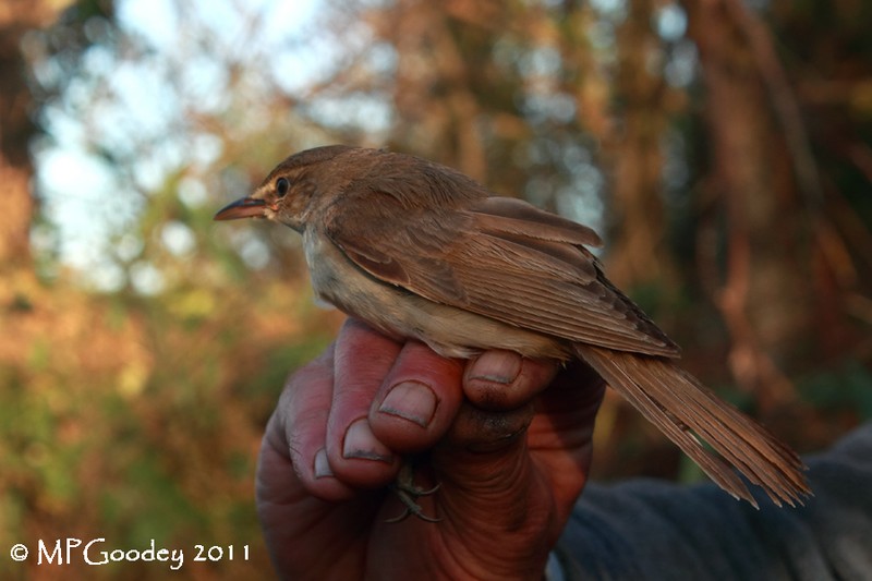 Great Reed Warbler