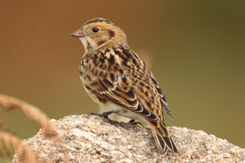 Lapland Bunting