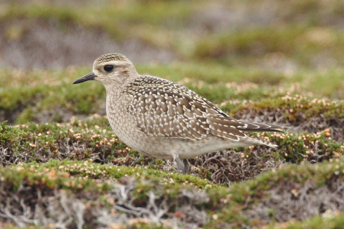 American Golden Plover