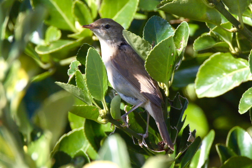 Blyth's Reed Warbler