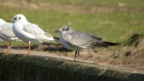Laughing Gull
