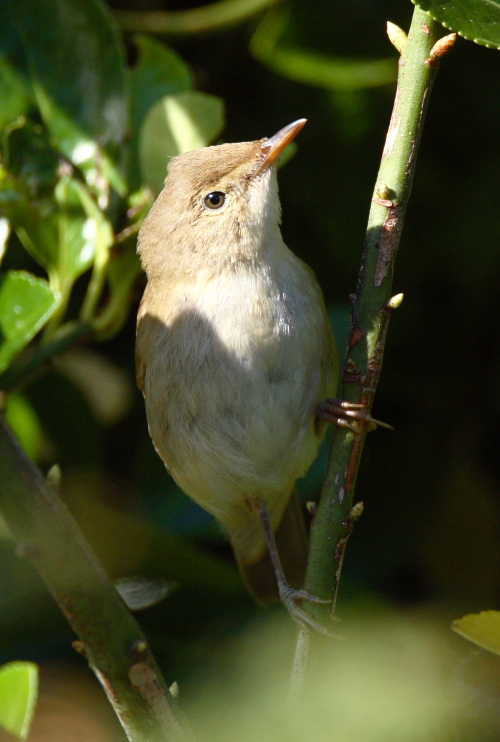 Blyth's Reed Warbler