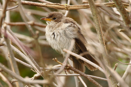 Rose-coloured Starling