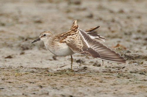 Least Sandpiper
