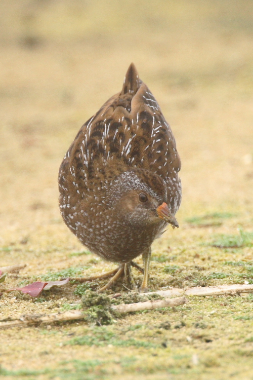 Spotted Crake