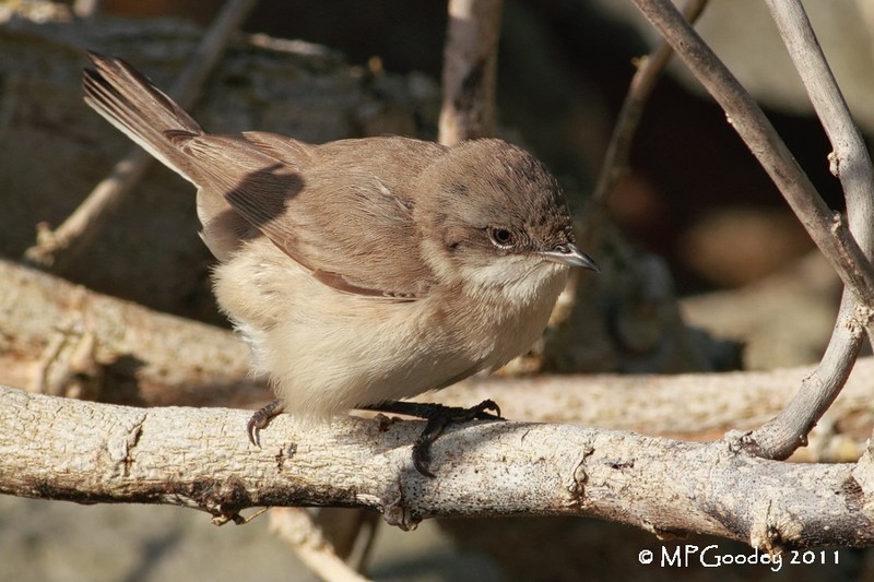 Lesser Whitethroat
