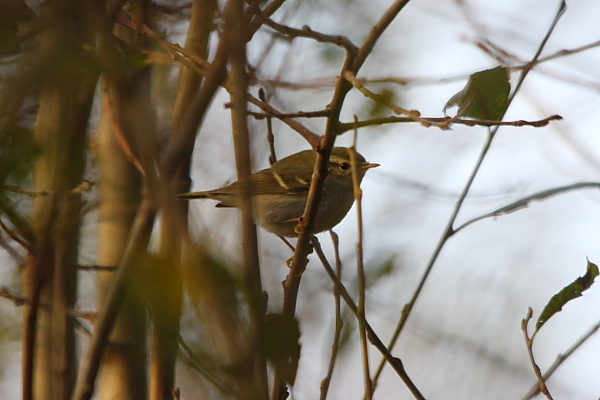 Yellow-browed Warbler