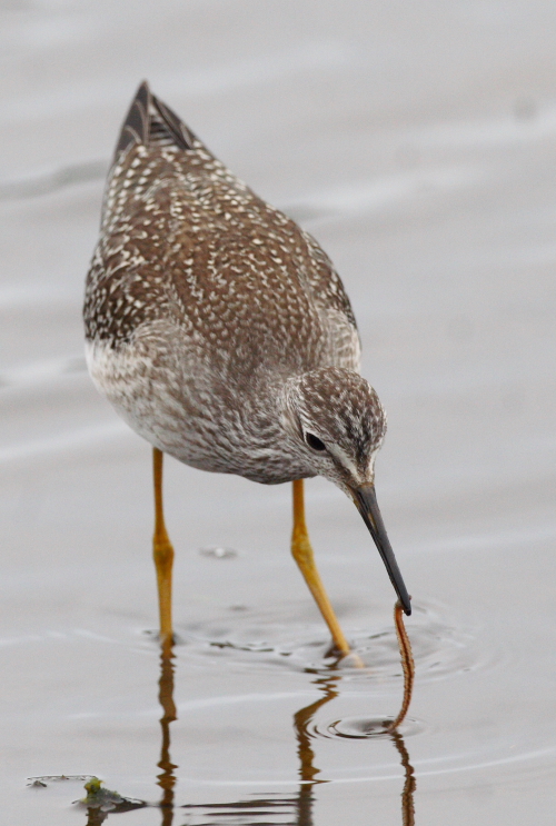 Lesser Yellowlegs