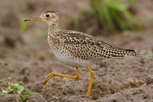 Upland Sandpiper