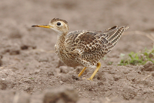 Upland Sandpiper