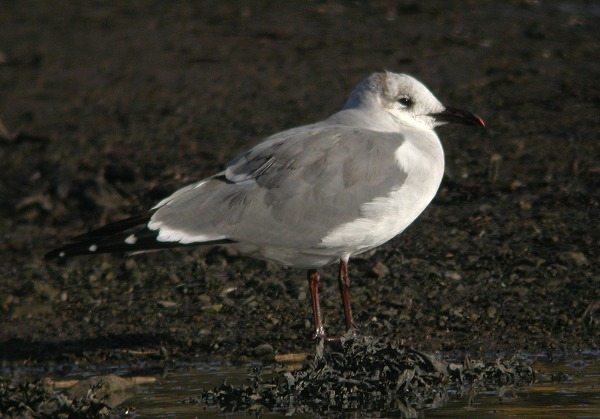 Laughing Gull