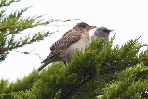 Rose-coloured Starling