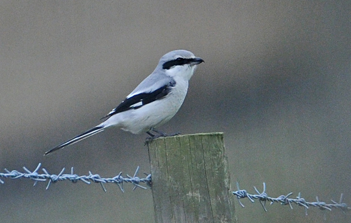 Great Grey Shrike