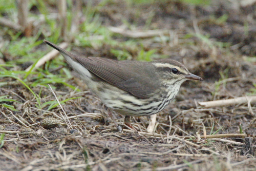 Northern Waterthrush