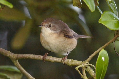 Subalpine Warbler