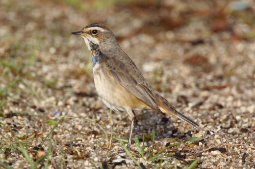 Bluethroat