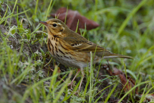 Olive-backed Pipit