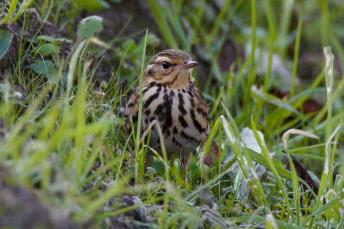 Olive-backed Pipit