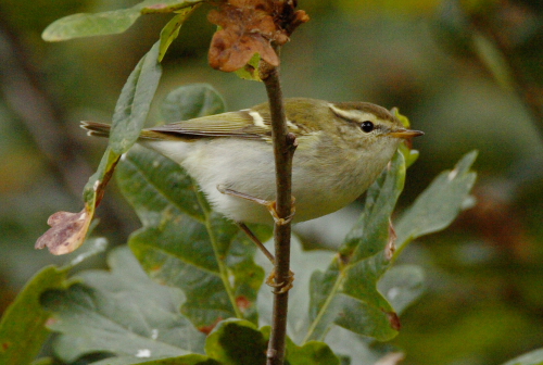 Yellow-browed Warbler