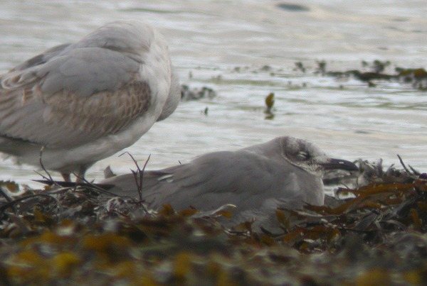 Laughing Gull