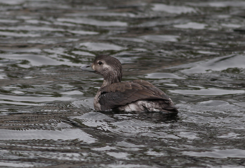 Long-tailed Duck