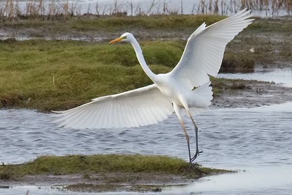 Great White Egret