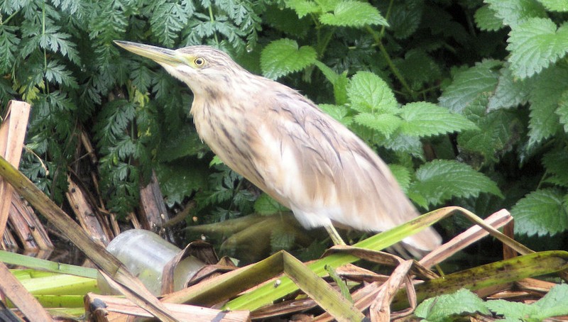 Squacco Heron