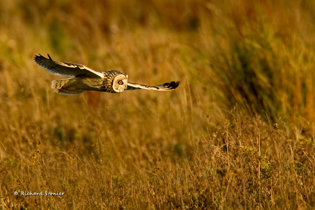 Short-eared Owl