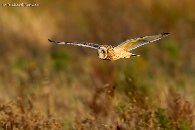 Short-eared Owl