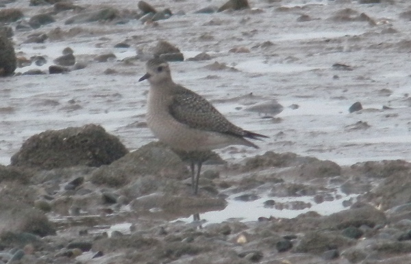 American Golden Plover