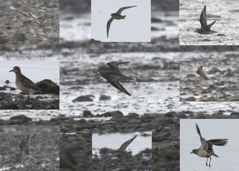 American Golden Plover