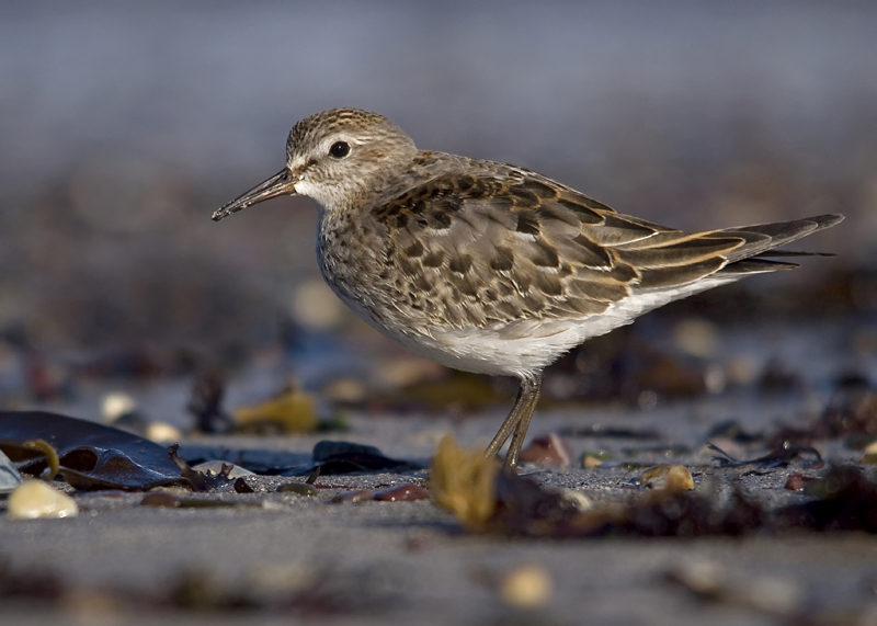 White-rumped Sandpiper