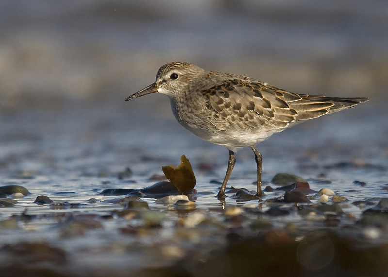 White-rumped Sandpiper